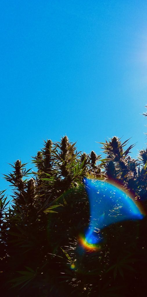 cola farm cannabis