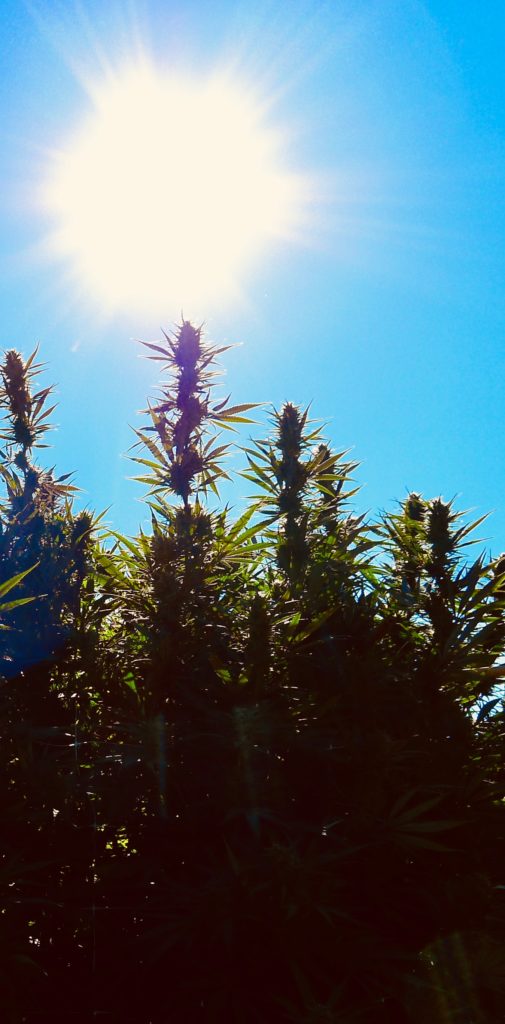 cola farm cannabis